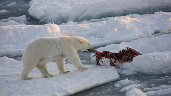 Une Française attaquée par un ours polaire en Norvège : l'animal a dû être achevé