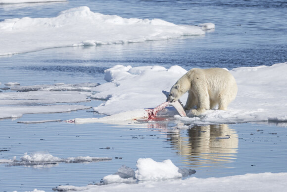 Photo d'un ours polaire en Norvège, à Svalbard