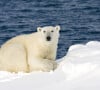 Photographie d'un ours polaire en Norvège, à Svalbard