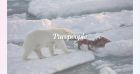 Une Française attaquée par un ours polaire en Norvège : l'animal a dû être achevé