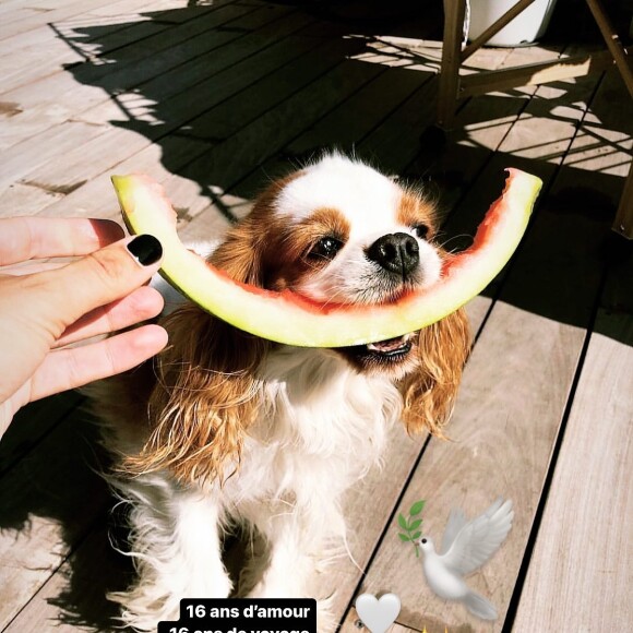 Laure Manaudou a rendu hommage à son chien, Canelle. @ Instagram