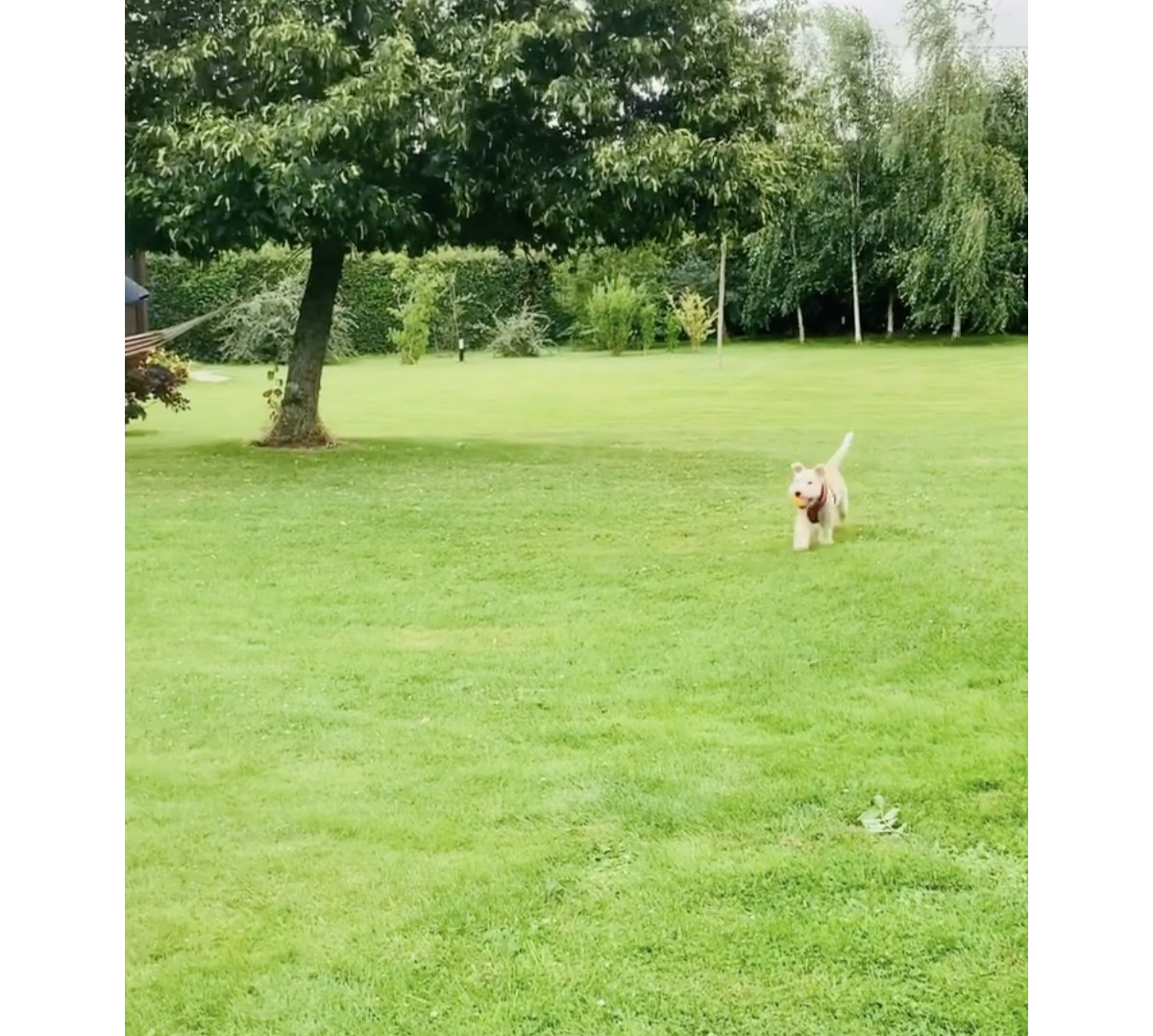 Photo : Au sein d'un lieu doté d'un gigantesque terrain. Damien Thévenot  dévoile son jardin incroyable. Instagram - Purepeople