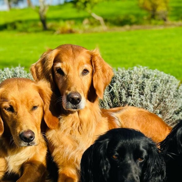 Et il fait le bonheur de ses parents et de tous leurs chiens qui se font un malin plaisir à veiller sur lui !
Inigo, le fils de James Middleton et Alizée Thévenet