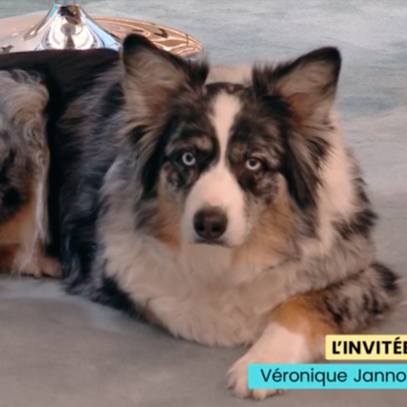 L'animal a été perturbé par un bruit de "réveil".
Véronique Jannot dans "Bonjour" sur TF1 avec son chien.