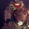 Ces chiens parodient Lady Gaga !