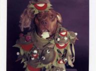 Même les chiens se prennent pour Lady Gaga ! Regardez, c'est étonnant !