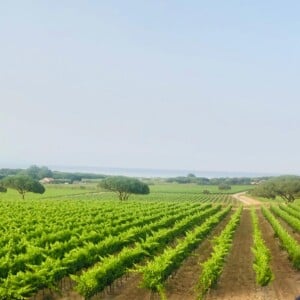 Patrick Bruel dans son domaine de Leos à L'Isle-sur-la Sorgue dans le Vaucluse