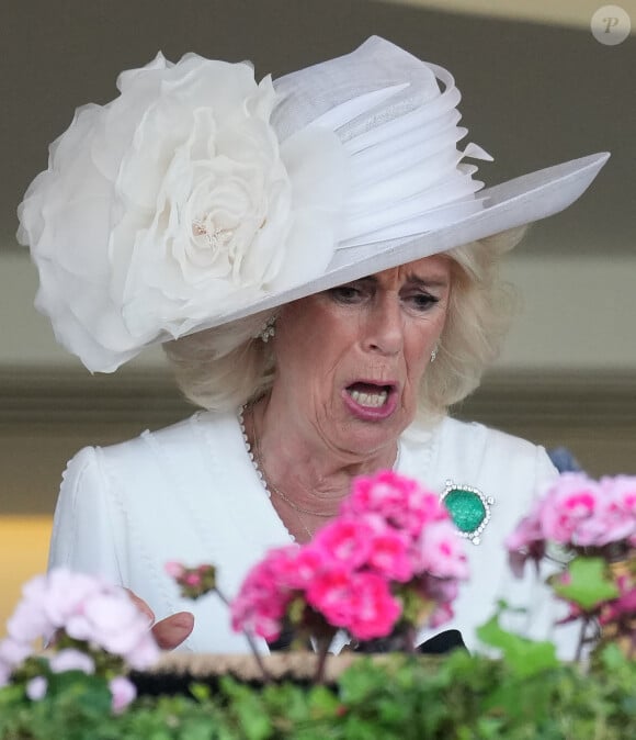 Camilla Parker Bowles, reine consort d'Angleterre, vit intensément la course hippique, sous le regard du roi Charles III d'Angleterre, à Ascot, le 20 juin 2024.