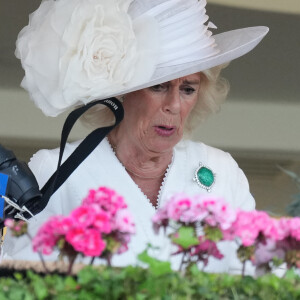 La famille royale se rend tous les ans à cet évènement très prestigieux 
 
Camilla Parker Bowles, reine consort d'Angleterre, vit intensément la course hippique, sous le regard du roi Charles III d'Angleterre, à Ascot, le 20 juin 2024.