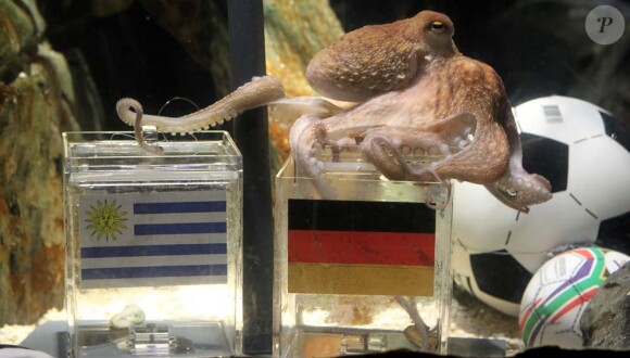 Paul, le poulpe prédit la troisième place de l'Allemagne dans cette coupe du monde, à Oberhausen, le 9 juillet 2010
