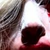 Dans une vidéo diffusée lors de ses concerts, Lady Gaga est aperçue  dévorant un coeur apparenté à un coeur humain, et pleurant des larmes de  sang.