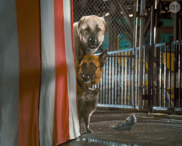 Des images de Comme chiens et chats : La revanche de Kitty Galore, en salles le 4 août 2010.