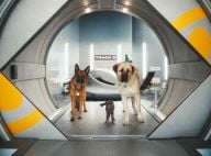 Regardez le résultat quand des chats et des chiens se prennent pour... James Bond !
