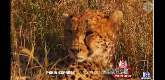 Les joies de l'Afrique noire dans la bande-annonce de l'émission Pékin Express : la route des grands fauves diffusée mercredi 4 mai 2011 sur M6