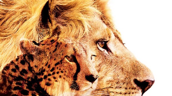 'Félins' : 'Les Lionnes' de Yannick Noah reviennent, dans une version intense