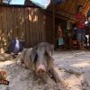 Un porc dans Koh Lanta 2012, le 20 avril 2012 sur TF1