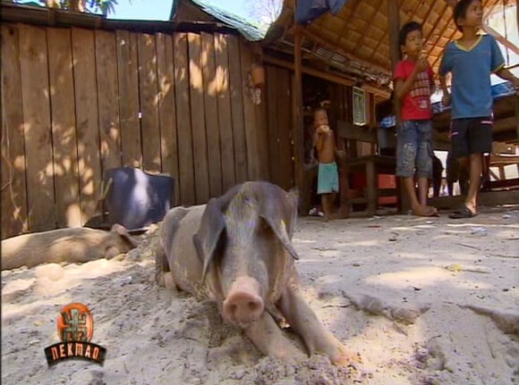 Un porc dans Koh Lanta 2012, le 20 avril 2012 sur TF1