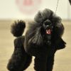 Le vainqueur d'un concours canin à Monaco le 28 avril 2012 : un caniche nain noir