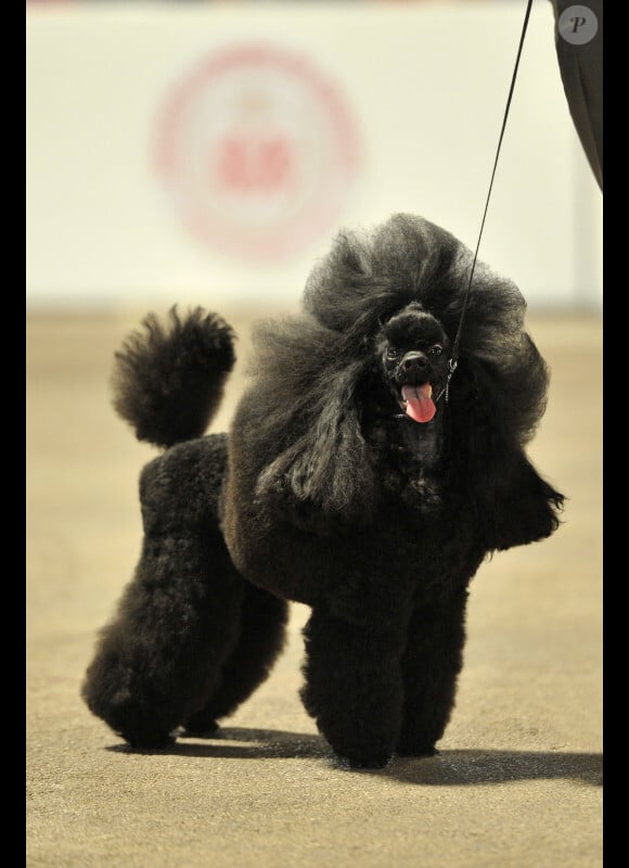 Le vainqueur d'un concours canin à Monaco le 28 avril 2012 : un caniche nain noir