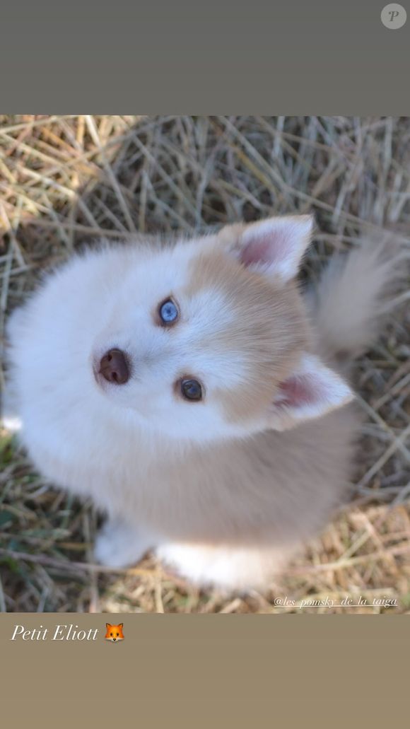 Il s'agit d'un magnifique chiot aux yeux bleus baptisée Elliot

La famille de Marion Rousse et Julian Alaphilippe s'est agrandie avec l'arrivée d'Elliot, un craquant chiot aux yeux bleus.