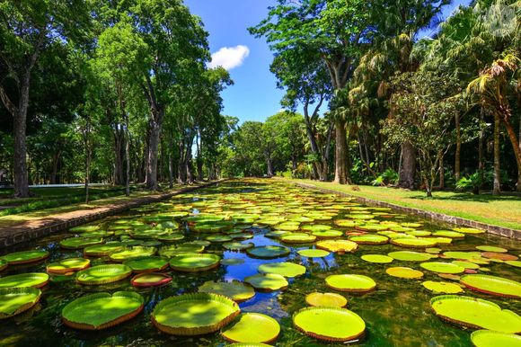 Le fameux jardin de Pamplemousses, nommé désormais “jardin botanique Sir Seewoosagur Ramgoolam” et ses nénuphars géants, les Victoria Amazonica, qu'on nomme aussi parfois "nénuphars royaux". - © Langdu8x / 123RF