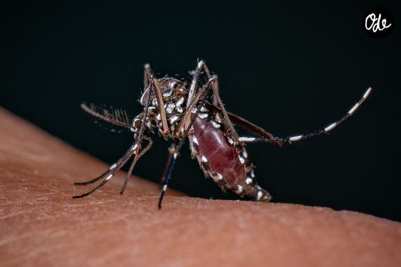 Un moustique tigre (Aedes albopictus) piquant la peau d'un humain le 21 août 2025 à Paris, en France. Selon un rapport, le moustique tigre asiatique est de plus en plus présent dans l’UE – il a actuellement été repéré dans 16 pays – en raison de conditions climatiques plus favorables, telles que la hausse des températures. Photo de Christophe Geyres/ABACAPRESS.COM