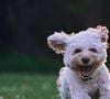 Les chiens perturbent généralement moins le sommeil que les chats.