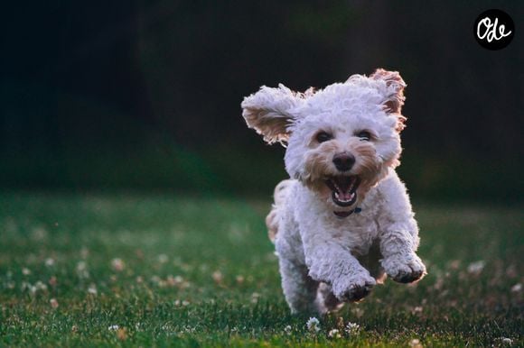 Les chiens perturbent généralement moins le sommeil que les chats.