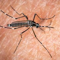 Les moustiques s'en prennent UNIQUEMENT à vous, une experte explique enfin pourquoi : "Une peau à moustiques, ça..."