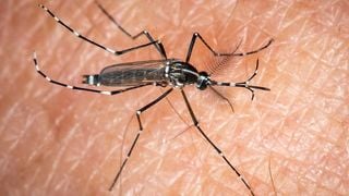 Les moustiques s'en prennent UNIQUEMENT à vous, une experte explique enfin pourquoi : "Une peau à moustiques, ça..."