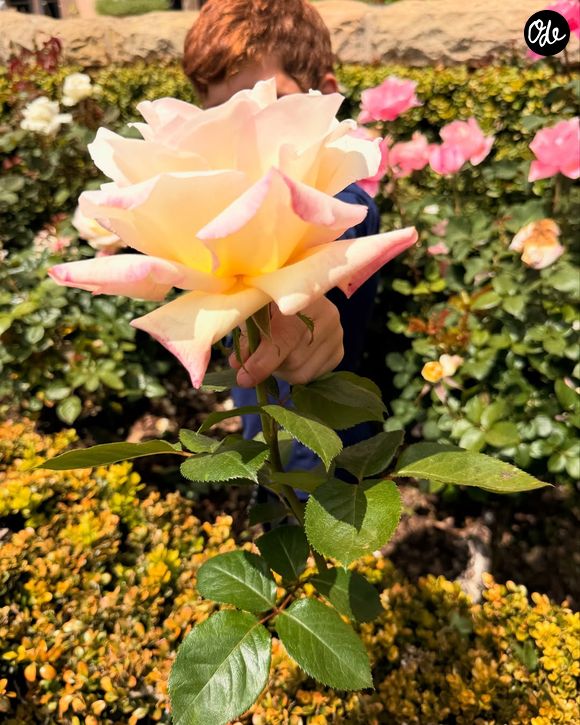Le prince Harry et Meghan Markle protègent leurs enfants, Lilibet et Archie, de la médiatisation. Capture d'écran Instagram