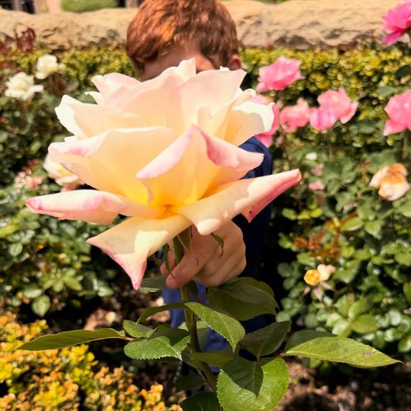 Le prince Harry et Meghan Markle protègent leurs enfants, Lilibet et Archie, de la médiatisation. Capture d'écran Instagram