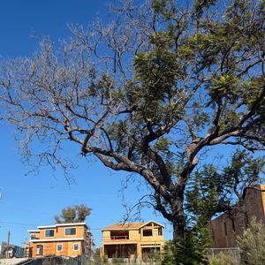 Le quartier de Pacific Palisades, où Laeticia Hallyday a perdu sa maison avec les incendies, est en pleine réhabilitation.
