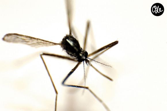 Moustique tigre sur l'île de la Réunion  - Photo : Marchal/ANDBZ/ABACAPRESS.COM - Chikungunya ; épidémie ; épidémies ; moustiques ; maladie infectieuse tropicale ; maladies infectieuses tropicales ; moustique tigre ; Europe ; Europe de l'Ouest ; France ; DOM-TOM ; départements d'outre-mer français ; La Réunion 974