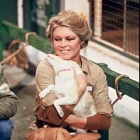 Dans l’autre propriété de Brigitte Bardot, à quelques minutes de La Madrague, le sort de ses animaux reste incertain