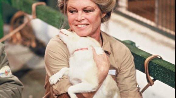 Dans l’autre propriété de Brigitte Bardot, à quelques minutes de La Madrague, le sort de ses animaux reste incertain