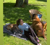 Il a partagé une story Instagram, ce samedi 14 mai, dans laquelle nous voyons Liv allongée sur l'herbe verte auprès de Loubo et Blew, la chienne de son père.

Liv Delon profite d'un moment de calme avec Loubo et Blew dans le domaine de Douchy © Instagram