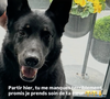 Le journaliste, d’abord réticent à accueillir ces chiens, était finalement devenu un véritable "papa-gâteau" avec eux.

Capture Story - Nathalie Marquay