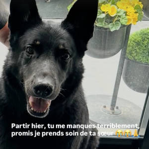 Le journaliste, d’abord réticent à accueillir ces chiens, était finalement devenu un véritable "papa-gâteau" avec eux.

Capture Story - Nathalie Marquay