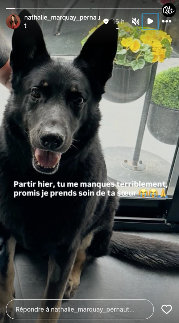 Le journaliste, d’abord réticent à accueillir ces chiens, était finalement devenu un véritable "papa-gâteau" avec eux.

Capture Story - Nathalie Marquay