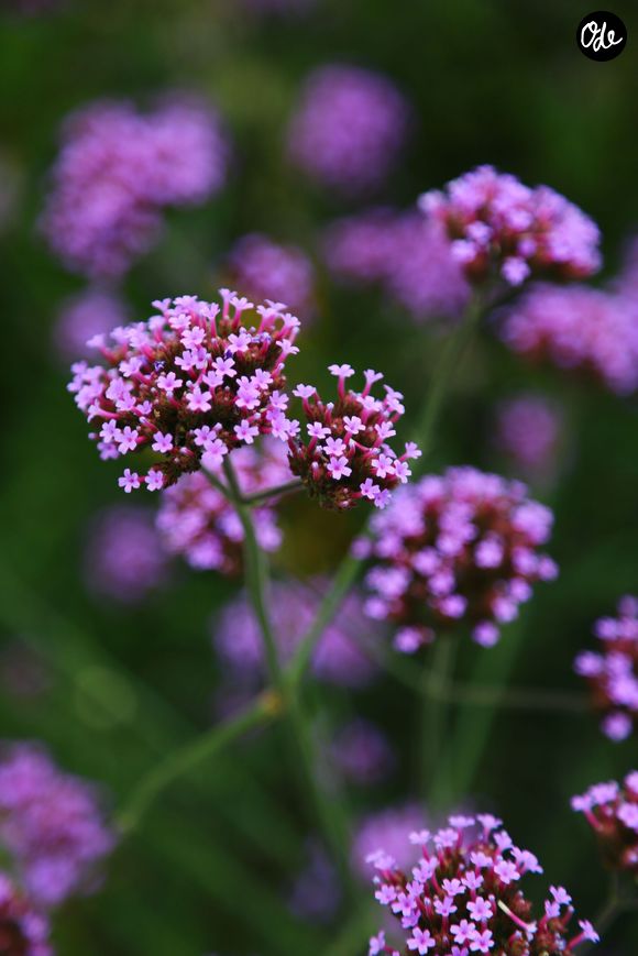Verveine