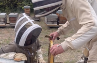 Véronique Jannot en pleine initiation à l'apiculture