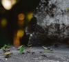 Le vinaigre blanc efface les traces de phéromones qui permettent aux fourmis de retrouver leur chemin.

Pexels