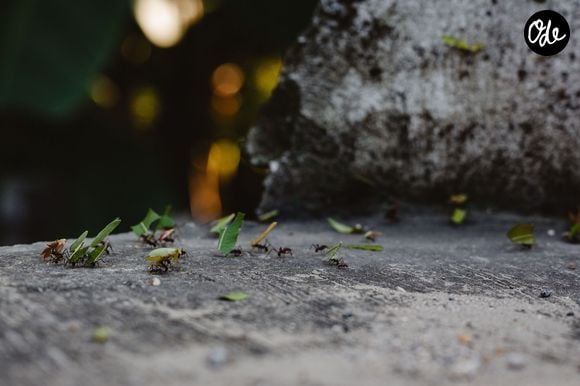 Le vinaigre blanc efface les traces de phéromones qui permettent aux fourmis de retrouver leur chemin.

Pexels