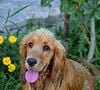 Par exemple : gardez l'intérieur de la maison frais, mouillez votre chien pour le rafraichir, préparez-lui des tapis de léchage gourmands et frais.