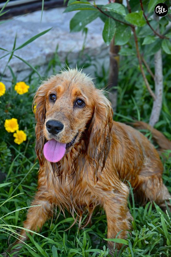 Par exemple : gardez l'intérieur de la maison frais, mouillez votre chien pour le rafraichir, préparez-lui des tapis de léchage gourmands et frais.