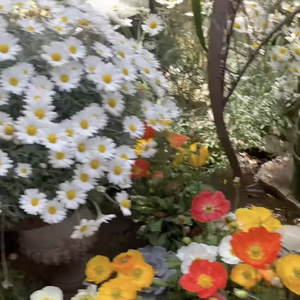 hautjardin_steevy