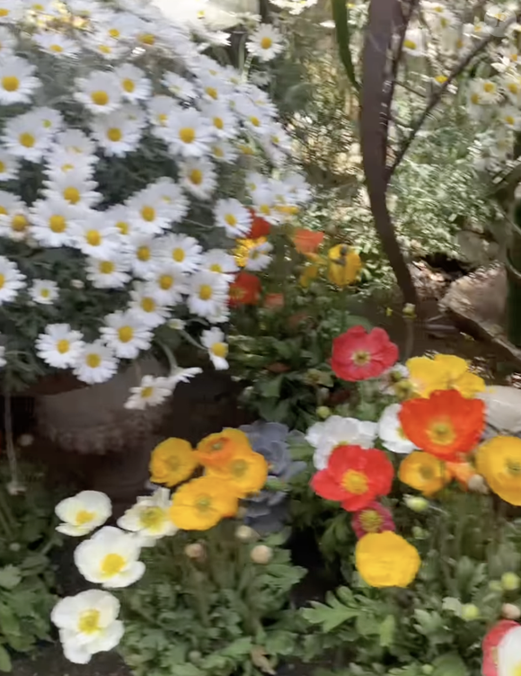 hautjardin_steevy