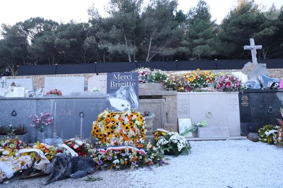 La famille et les amis proches lors de l'inhumation dans l'intimité de Brigitte Bardot dans le caveau familial du cimetière marin de Saint-Tropez, France, le 7 janvier 2026. © Bestimage