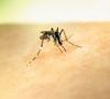 Les moustiques se reproduisent dans les eaux stagnantes, même en très faible quantité.

Photo prise par National Institute of Allergy and Infectious Diseases / Unsplash